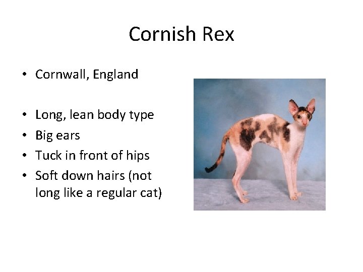Cornish Rex • Cornwall, England • • Long, lean body type Big ears Tuck