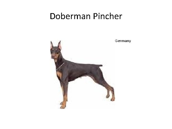 Doberman Pincher Germany 