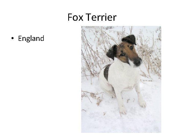 Fox Terrier • England 