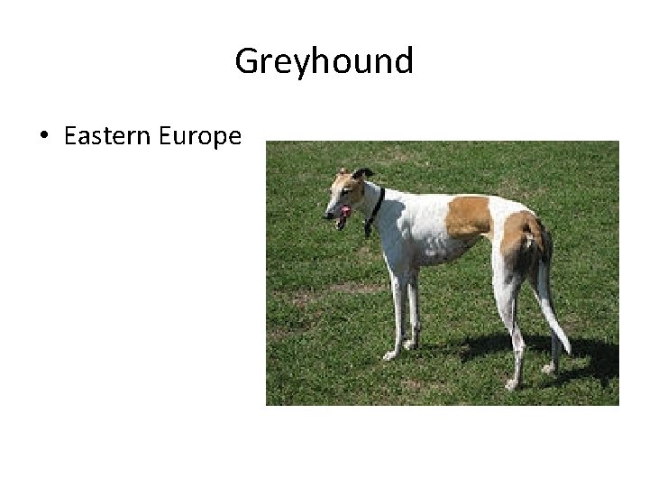 Greyhound • Eastern Europe 