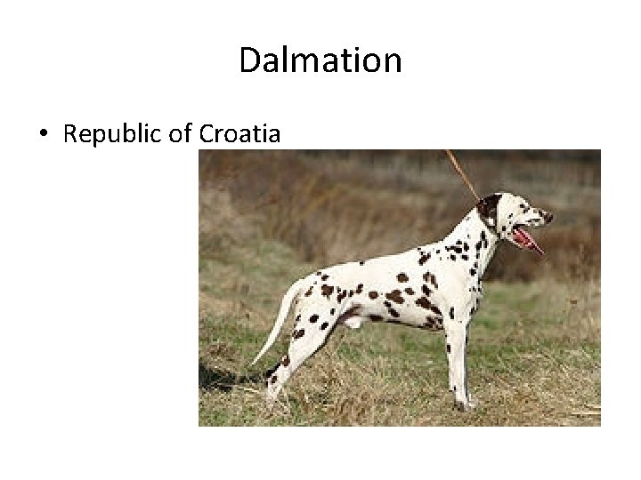 Dalmation • Republic of Croatia 