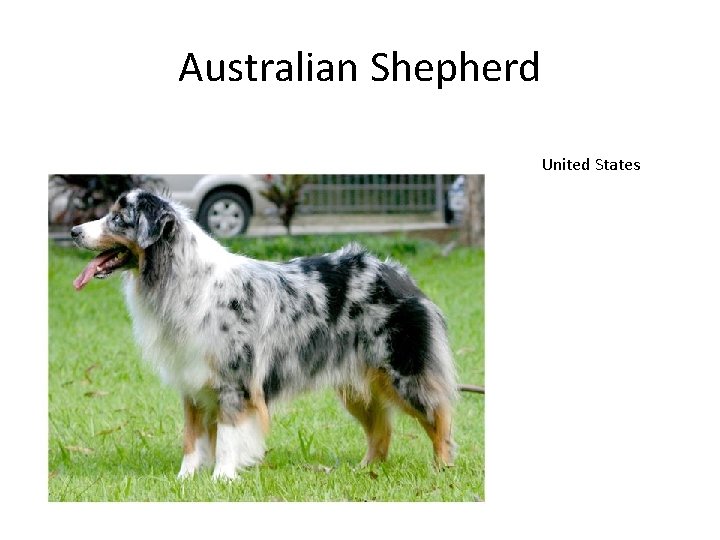 Australian Shepherd United States 