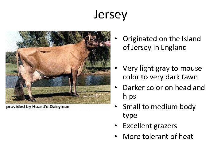 Jersey • Originated on the Island of Jersey in England • Very light gray