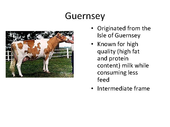 Guernsey • Originated from the Isle of Guernsey • Known for high quality (high