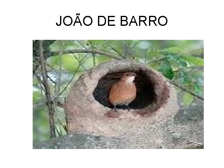 JOÃO DE BARRO 