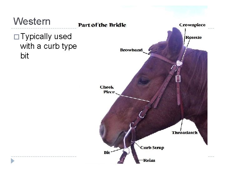 Western � Typically used with a curb type bit 