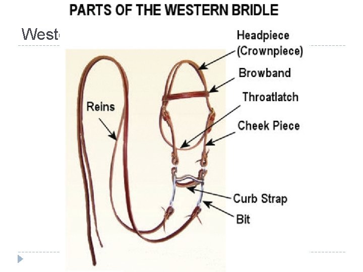 Western Bridle 