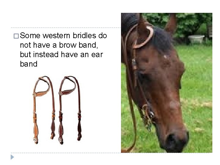 � Some western bridles do not have a brow band, but instead have an