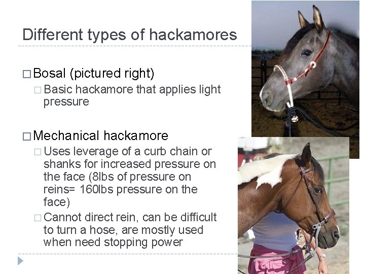 Different types of hackamores � Bosal (pictured right) � Basic hackamore that applies light
