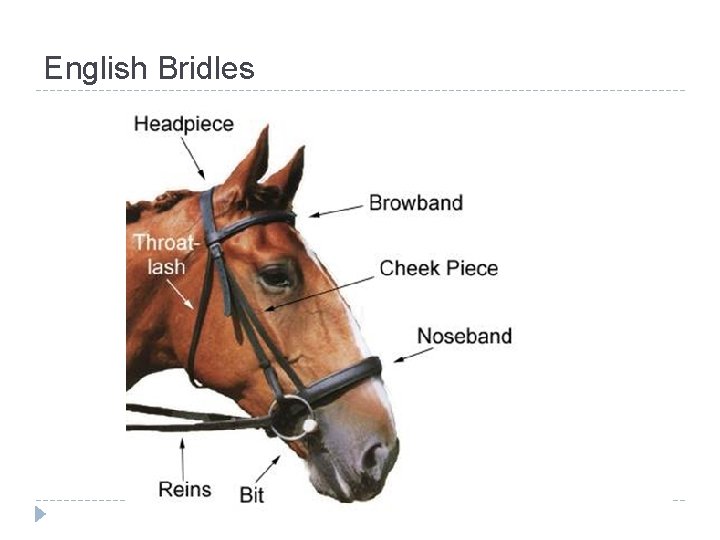 English Bridles 