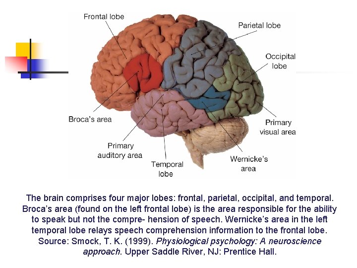 The brain comprises four major lobes: frontal, parietal, occipital, and temporal. Broca’s area (found