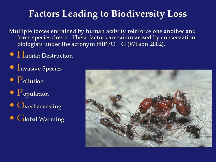 Factors Leading to Biodiversity Loss Multiple forces entrained by human activity reinforce one another