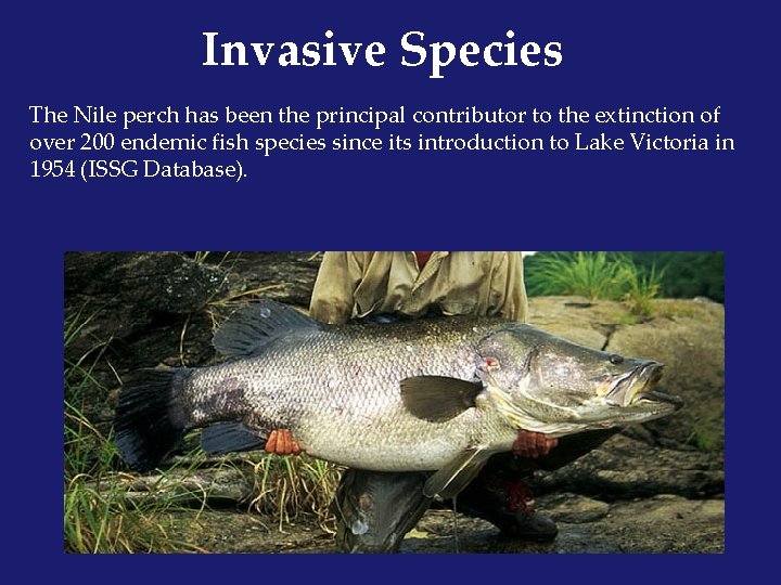 Invasive Species The Nile perch has been the principal contributor to the extinction of