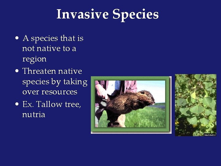 Invasive Species • A species that is not native to a region • Threaten