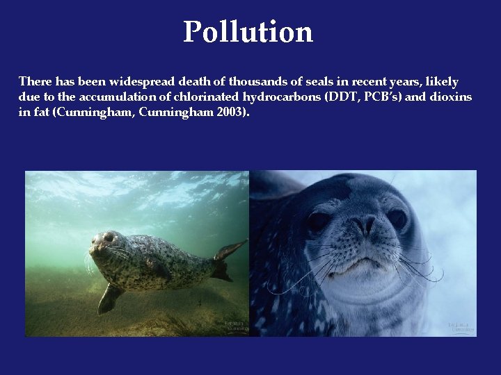Pollution There has been widespread death of thousands of seals in recent years, likely