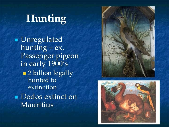 Hunting n Unregulated hunting – ex. Passenger pigeon in early 1900’s n n 2