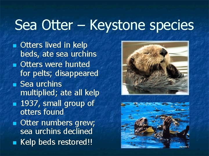 Sea Otter – Keystone species n n n Otters lived in kelp beds, ate