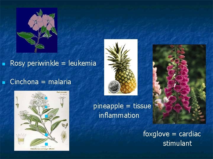 n Rosy periwinkle = leukemia n Cinchona = malaria n n n pineapple =