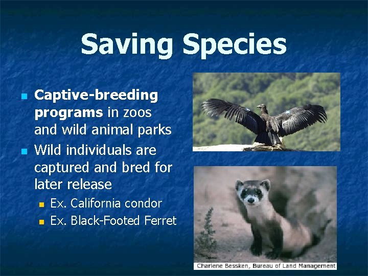 Saving Species n n Captive-breeding programs in zoos and wild animal parks Wild individuals