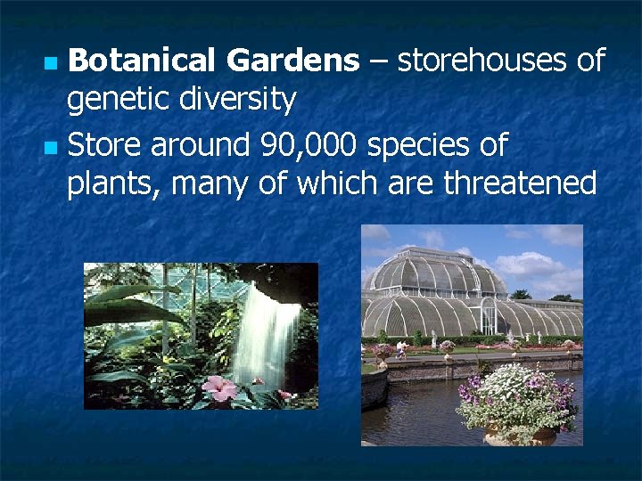 Botanical Gardens – storehouses of genetic diversity n Store around 90, 000 species of