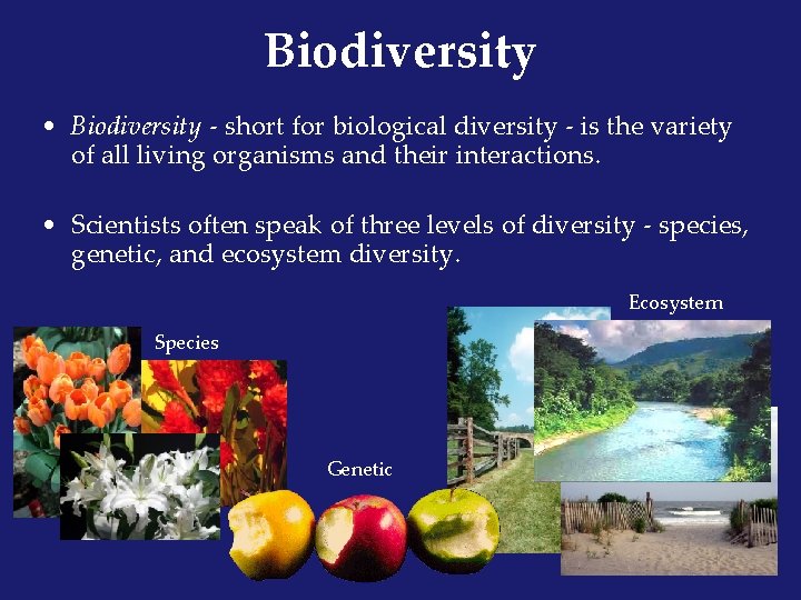 Biodiversity • Biodiversity - short for biological diversity - is the variety of all