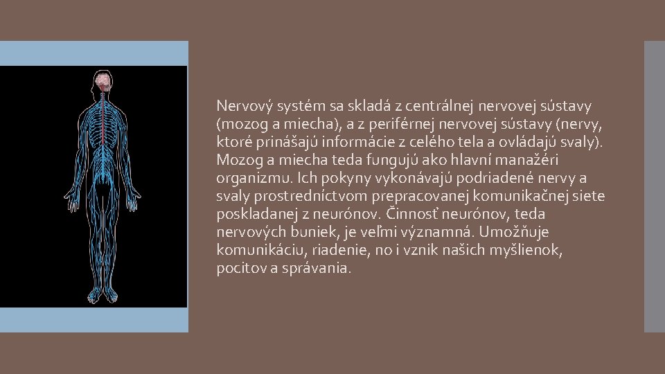 Nervový systém sa skladá z centrálnej nervovej sústavy (mozog a miecha), a z periférnej