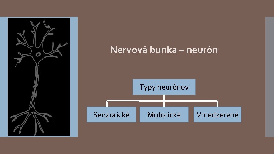 Nervová bunka – neurón Typy neurónov Senzorické Motorické Vmedzerené 