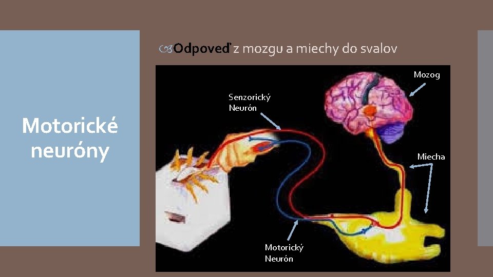  Odpoveď z mozgu a miechy do svalov Mozog Motorické neuróny Senzorický Neurón Miecha