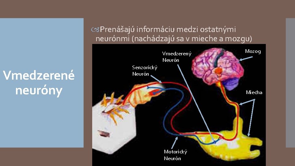  Prenášajú informáciu medzi ostatnými neurónmi (nachádzajú sa v mieche a mozgu) Vmedzerený Neurón