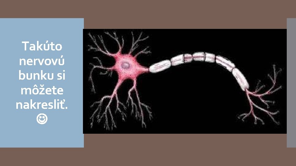 Takúto nervovú bunku si môžete nakresliť. 
