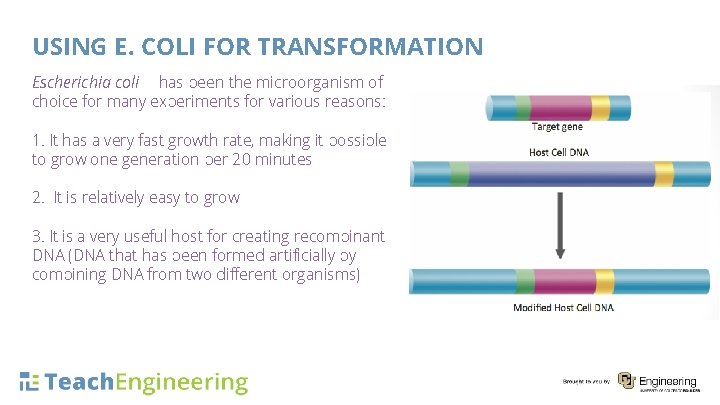 USING E. COLI FOR TRANSFORMATION Escherichia coli has been the microorganism of choice for