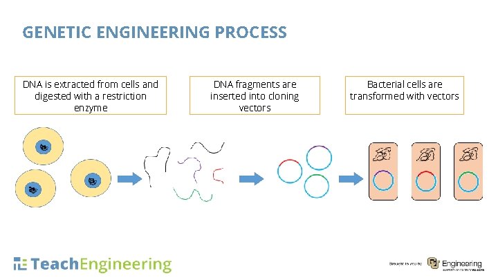 GENETIC ENGINEERING PROCESS DNA is extracted from cells and digested with a restriction enzyme