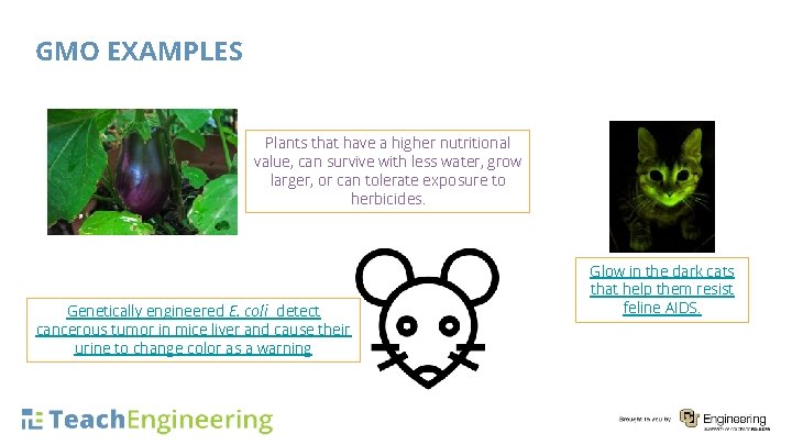 GMO EXAMPLES Plants that have a higher nutritional value, can survive with less water,