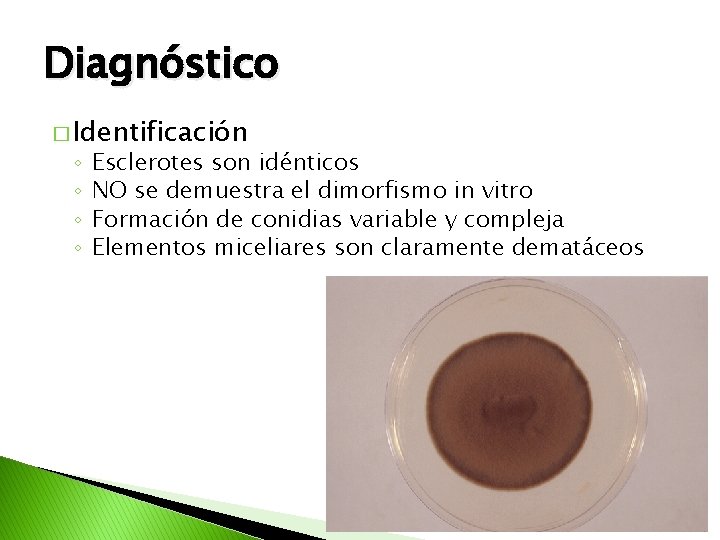 Diagnóstico � Identificación ◦ ◦ Esclerotes son idénticos NO se demuestra el dimorfismo in