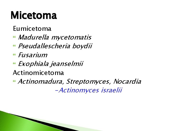 Micetoma Eumicetoma Madurella mycetomatis Pseudallescheria boydii Fusarium Exophiala jeanselmii Actinomicetoma Actinomadura, Streptomyces, Nocardia –Actinomyces