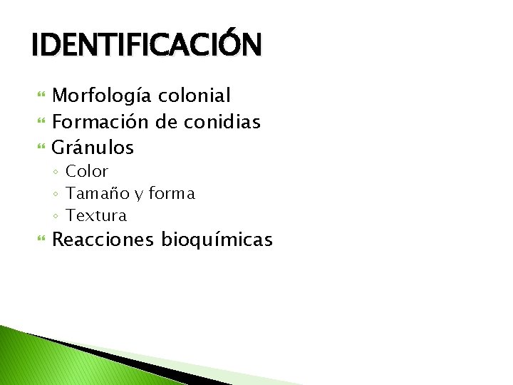 IDENTIFICACIÓN Morfología colonial Formación de conidias Gránulos ◦ Color ◦ Tamaño y forma ◦
