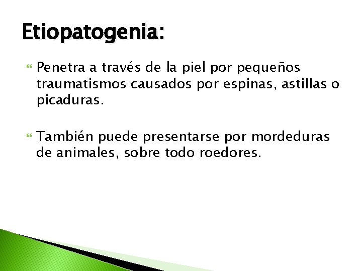 Etiopatogenia: Penetra a través de la piel por pequeños traumatismos causados por espinas, astillas