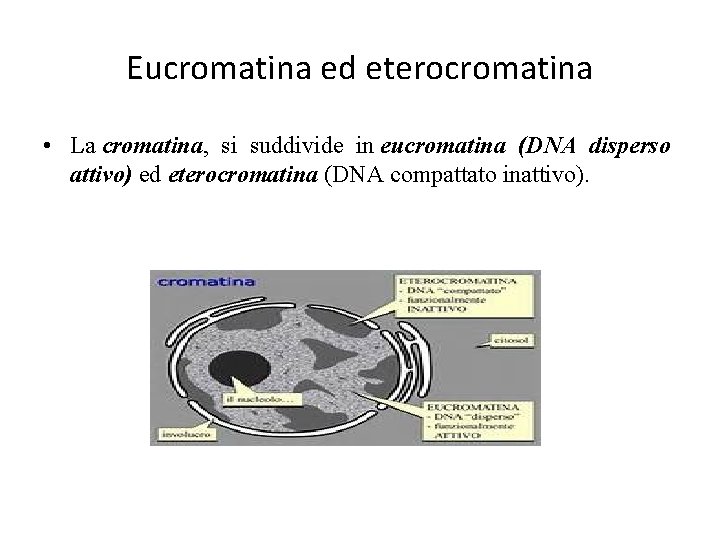 Eucromatina ed eterocromatina • La cromatina, si suddivide in eucromatina (DNA disperso attivo) ed