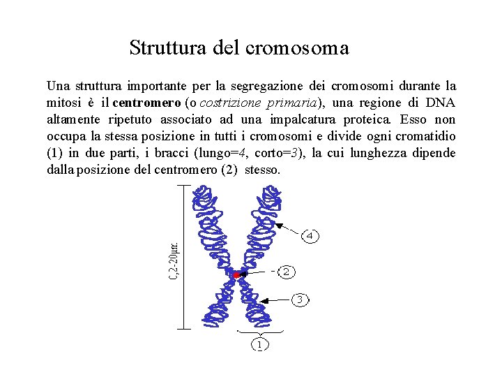 Struttura del cromosoma Una struttura importante per la segregazione dei cromosomi durante la mitosi