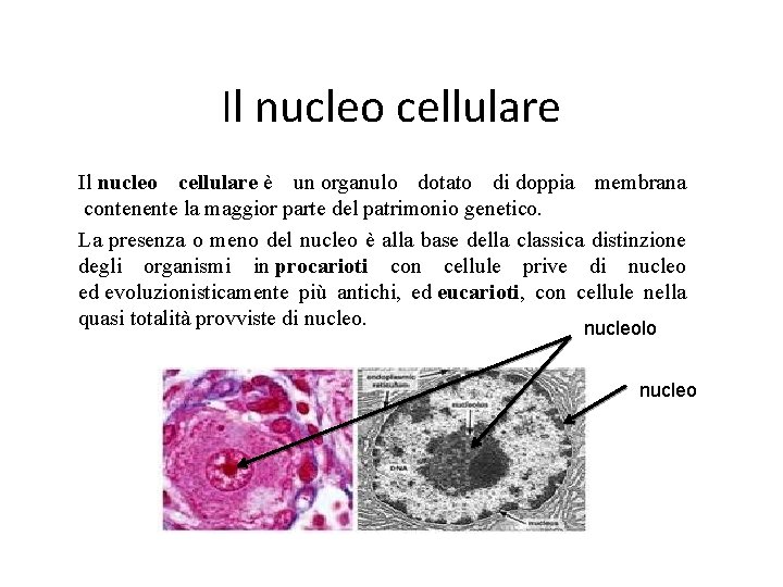 Il nucleo cellulare è un organulo dotato di doppia membrana contenente la maggior parte