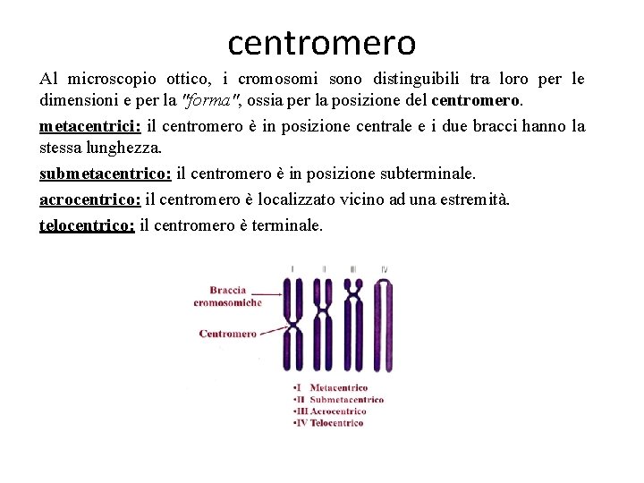 centromero Al microscopio ottico, i cromosomi sono distinguibili tra loro per le dimensioni e