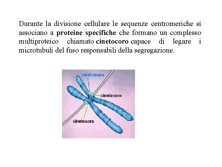 Durante la divisione cellulare le sequenze centromeriche si associano a proteine specifiche formano un