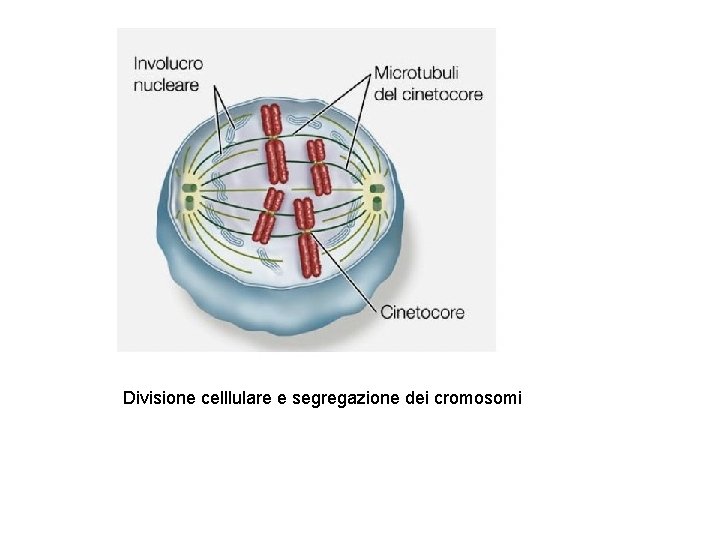 Divisione celllulare e segregazione dei cromosomi 