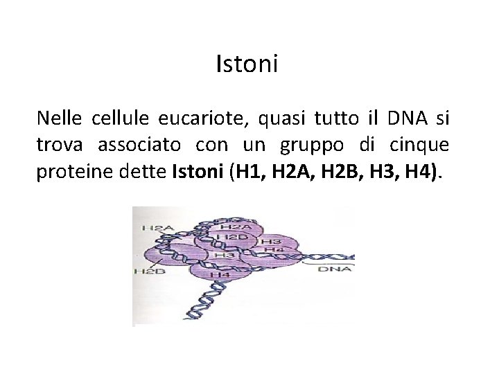 Istoni Nelle cellule eucariote, quasi tutto il DNA si trova associato con un gruppo Istoni Nelle cellule eucariote, quasi tutto il DNA si trova associato con un gruppo
