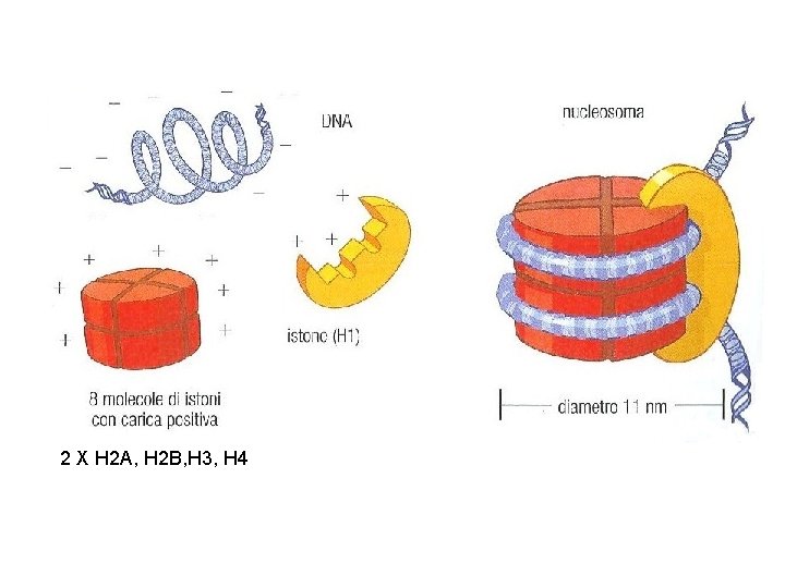 2 X H 2 A, H 2 B, H 3, H 4 