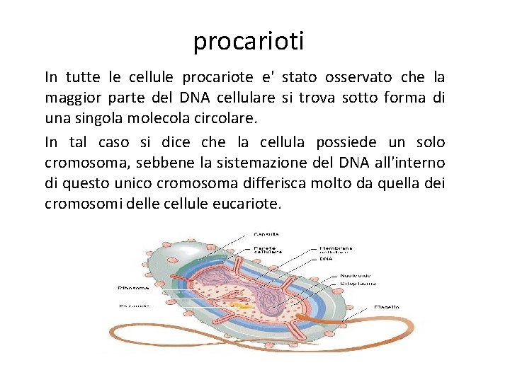 procarioti In tutte le cellule procariote e' stato osservato che la maggior parte del