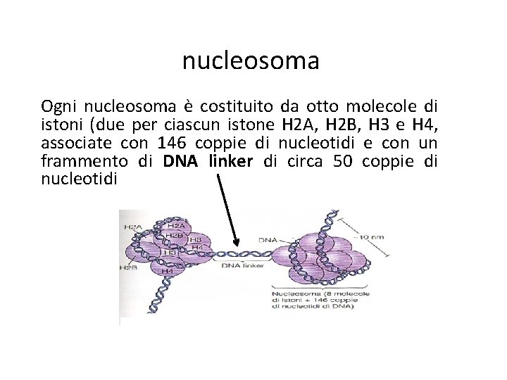 nucleosoma Ogni nucleosoma è costituito da otto molecole di istoni (due per ciascun istone