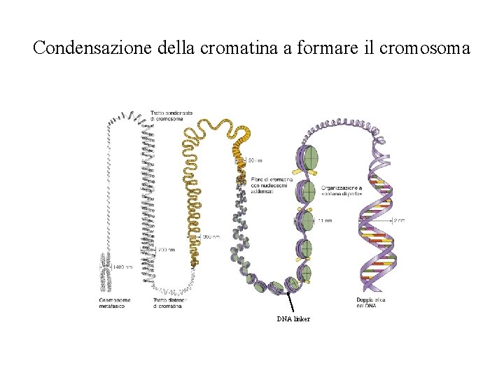 Condensazione della cromatina a formare il cromosoma DNA linker Condensazione della cromatina a formare il cromosoma DNA linker
