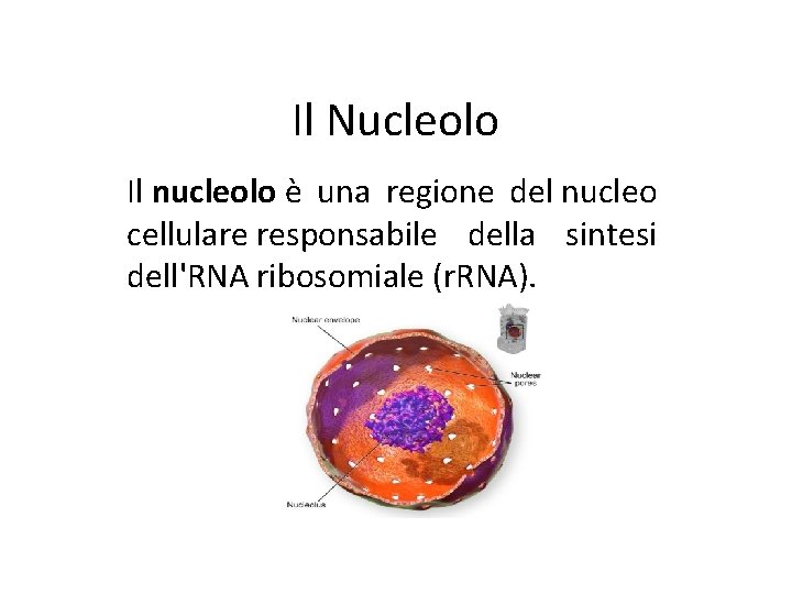 Il Nucleolo Il nucleolo è una regione del nucleo cellulare responsabile della sintesi dell'RNA