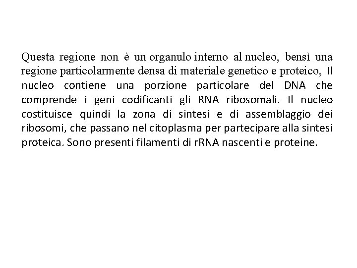 Questa regione non è un organulo interno al nucleo, bensì una regione particolarmente densa